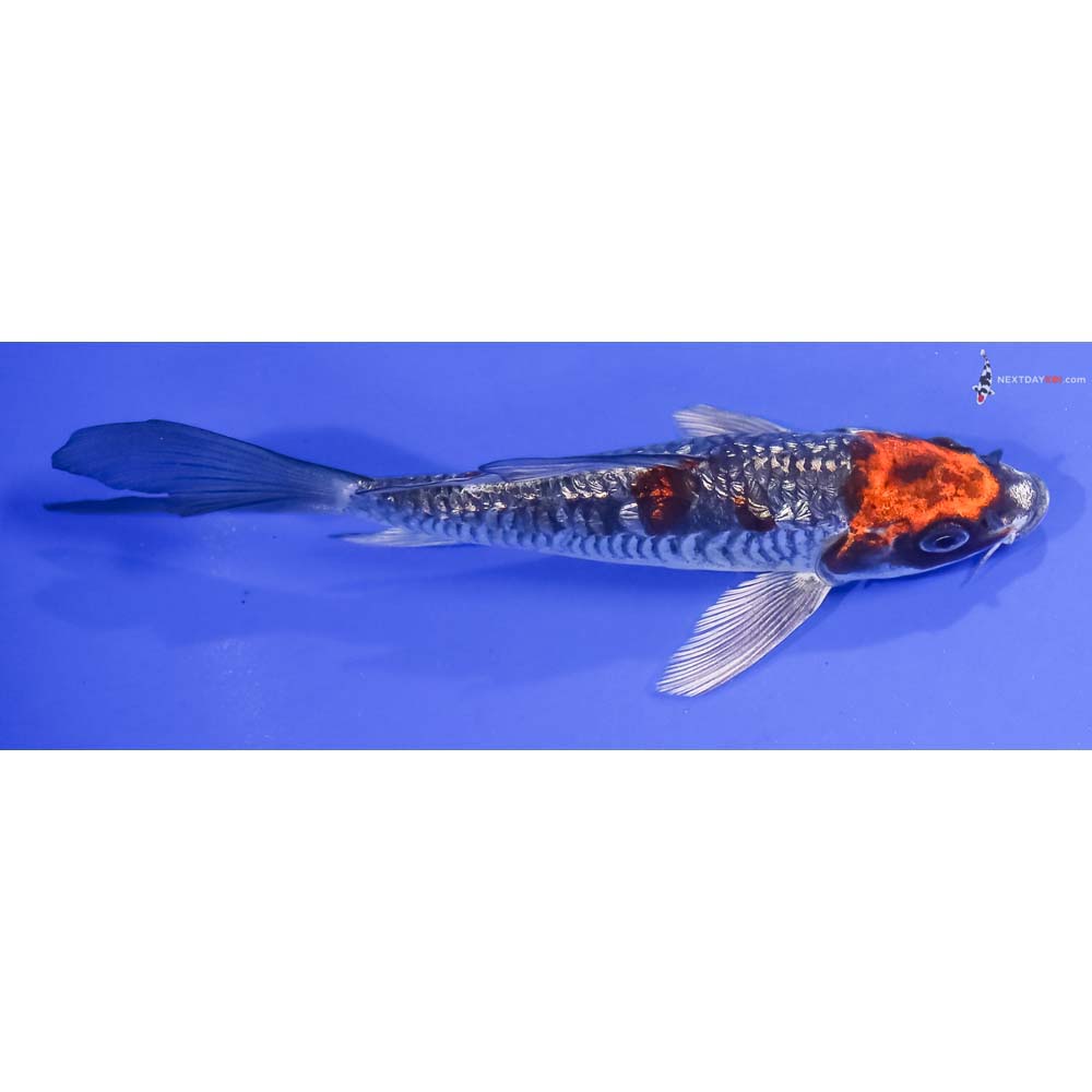 5.5” Imported Gin Rin Armor Scaled Kujaku Butterfly Koi