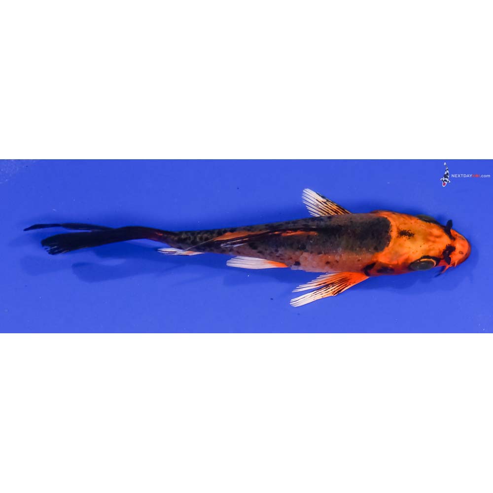 4.5” Imported Orenji Matsuba Butterfly Koi