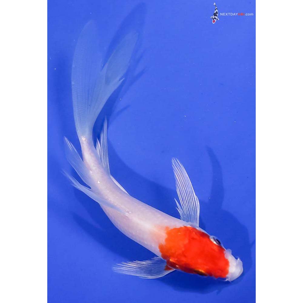 5.5” Imported Hariwake Butterfly Koi
