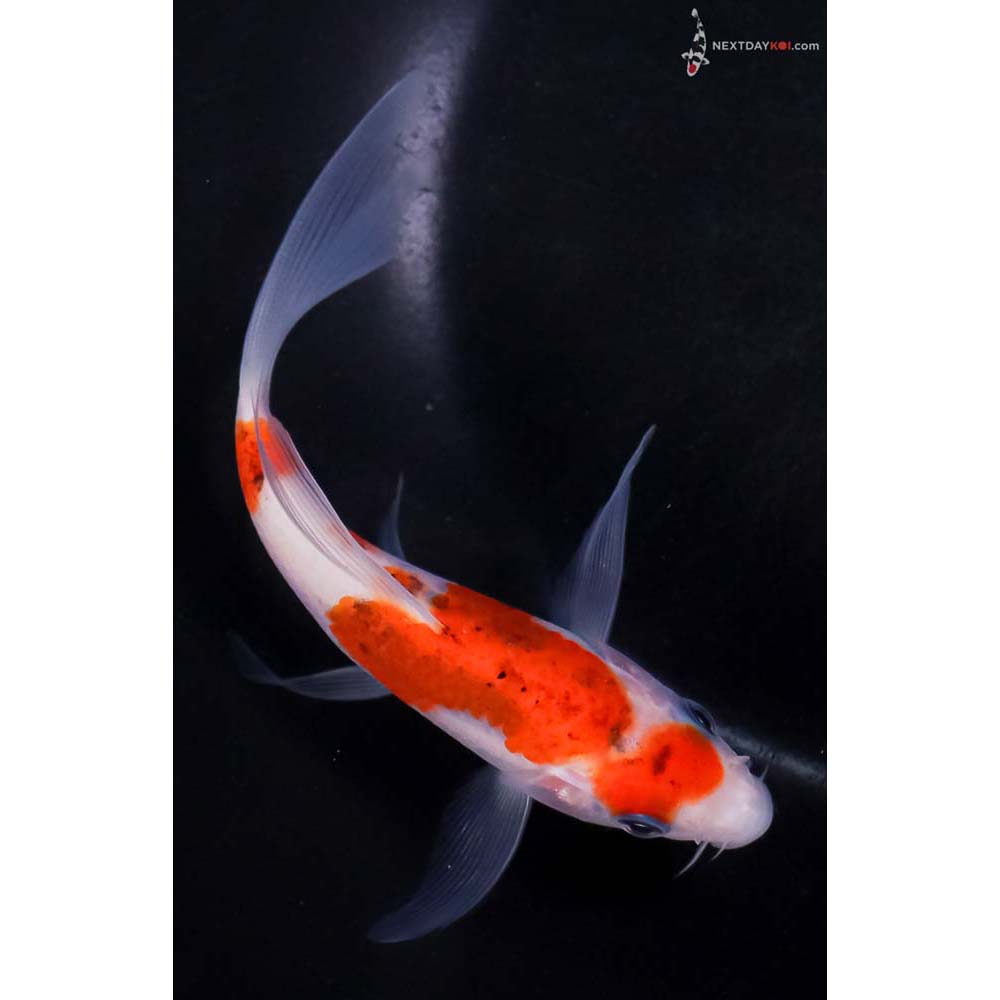 5.5” Imported Goromo Butterfly Koi