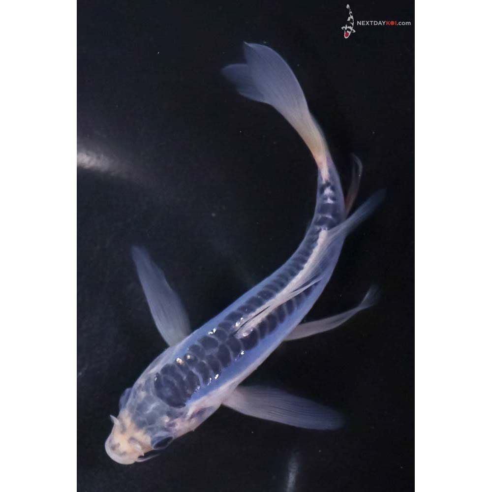 5.5” Imported Shusui Butterfly Koi