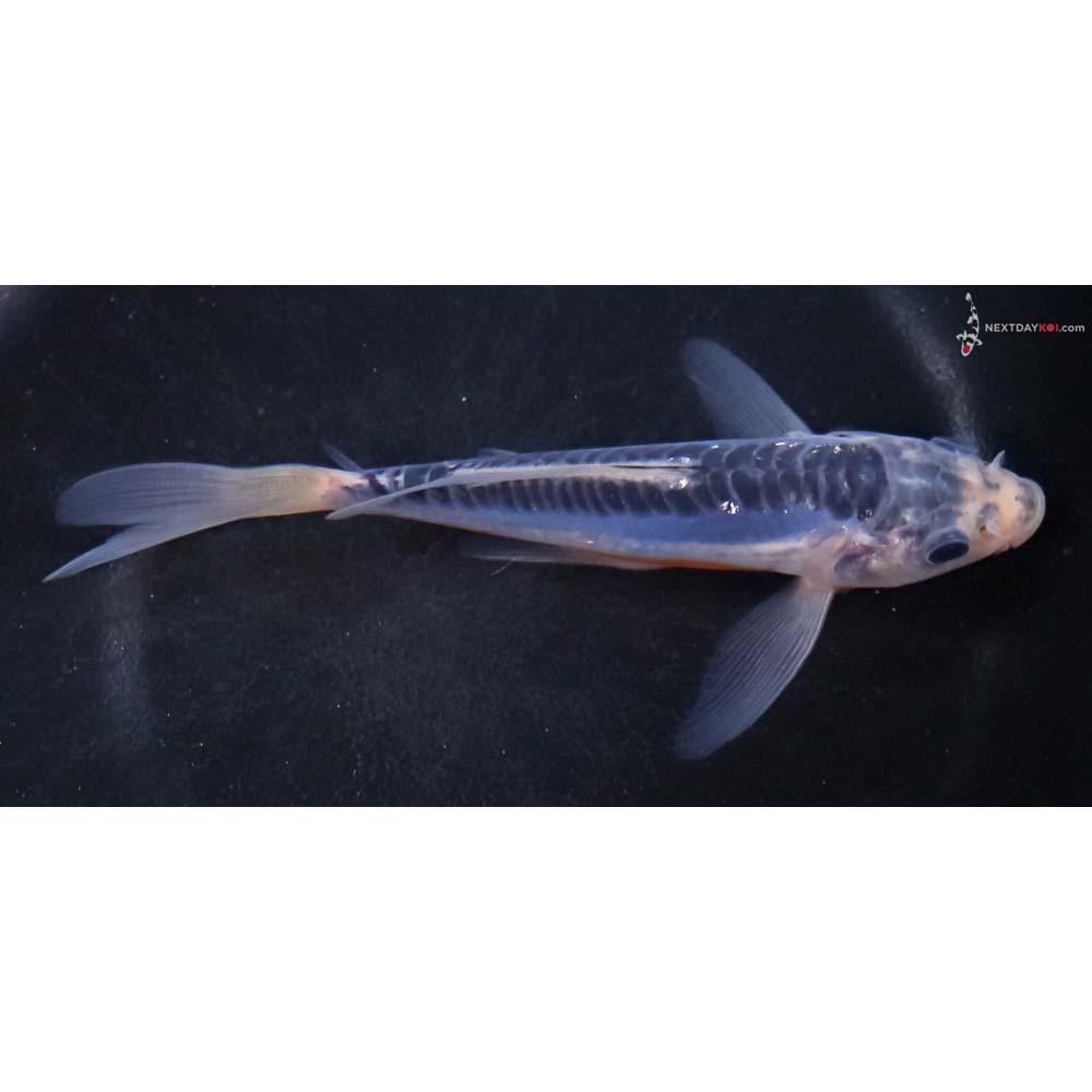 5.5” Imported Shusui Butterfly Koi