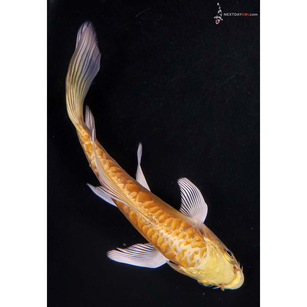5.5” Imported Doitsu Yamabuki Ogon Butterfly Koi