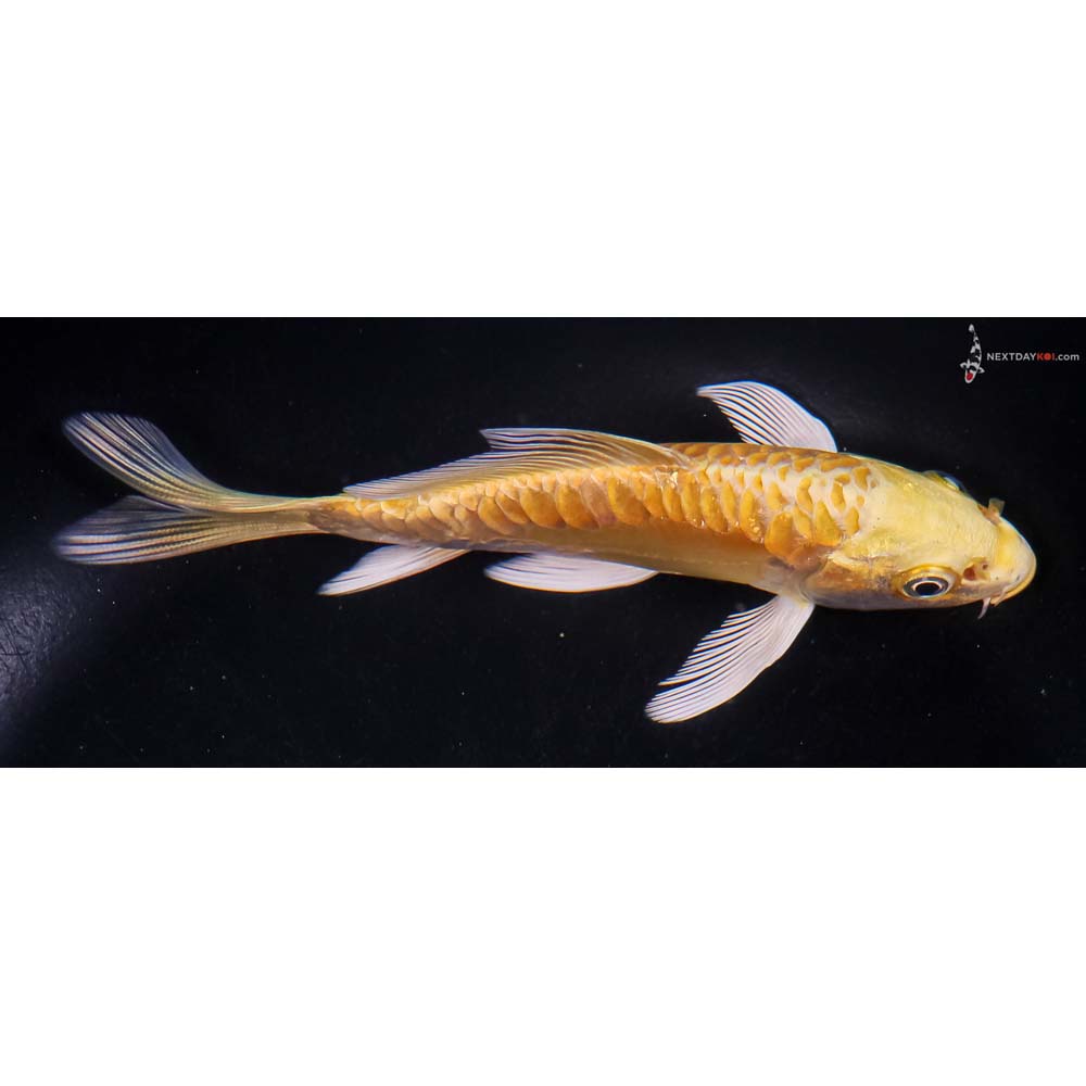 5.5” Imported Doitsu Yamabuki Ogon Butterfly Koi