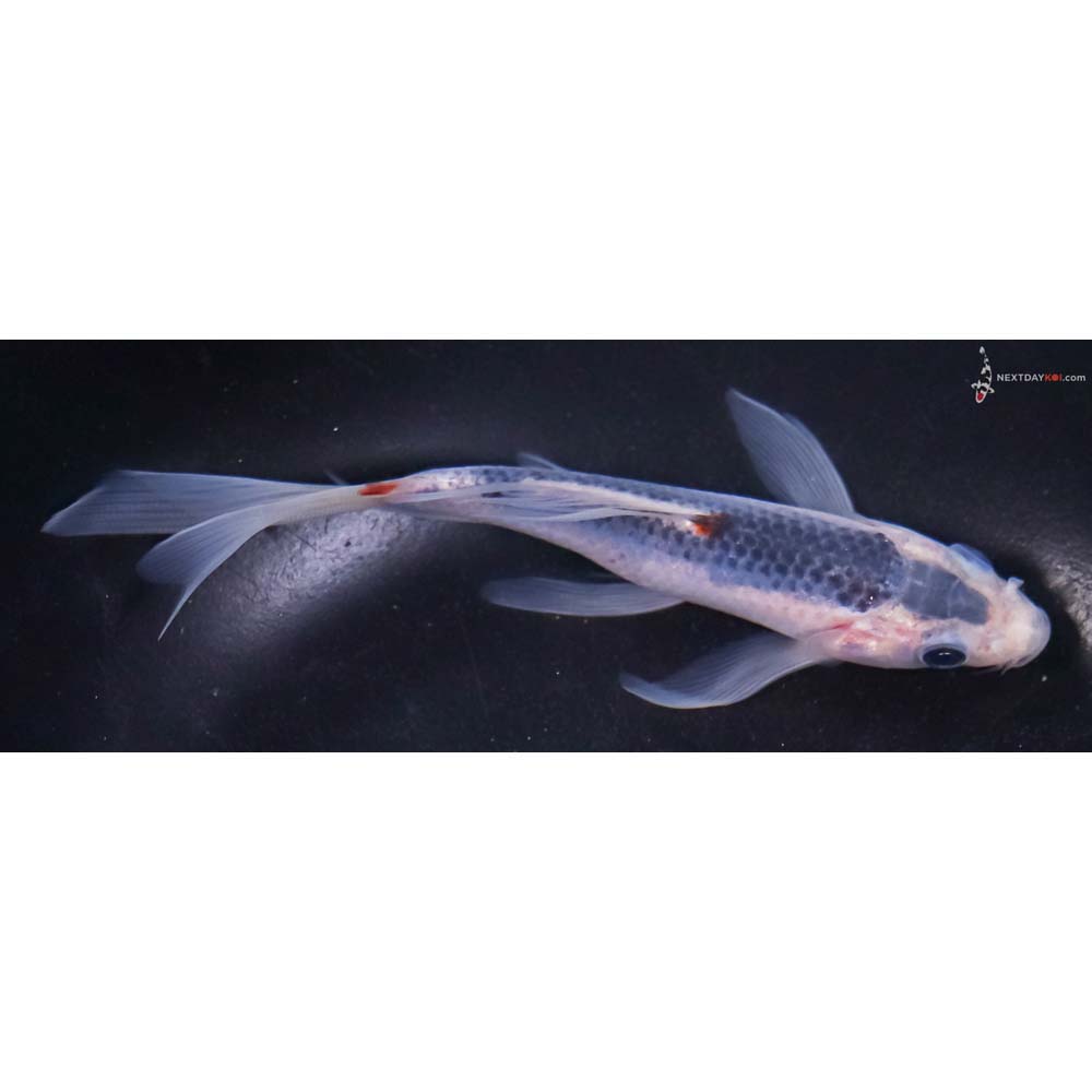 5.5” Imported Asagi Butterfly Koi