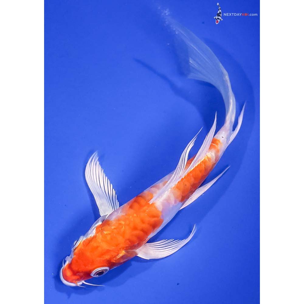 6” Imported Kikusui Butterfly Koi