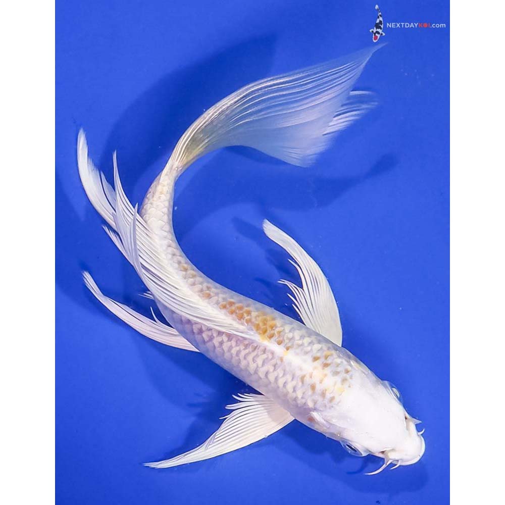 6” Imported Lemon Hariwake Butterfly Koi
