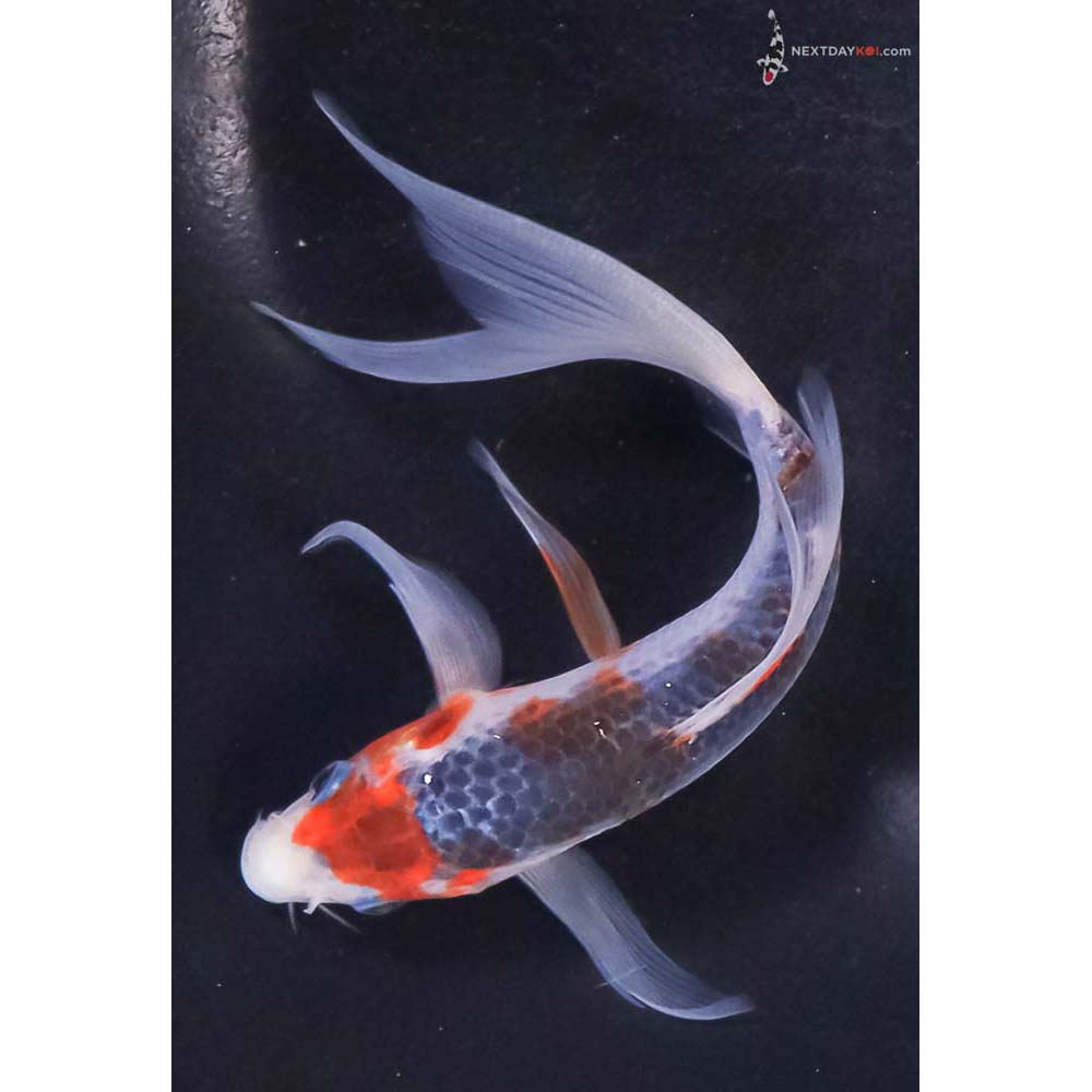 6” Imported Asagi Butterfly Koi