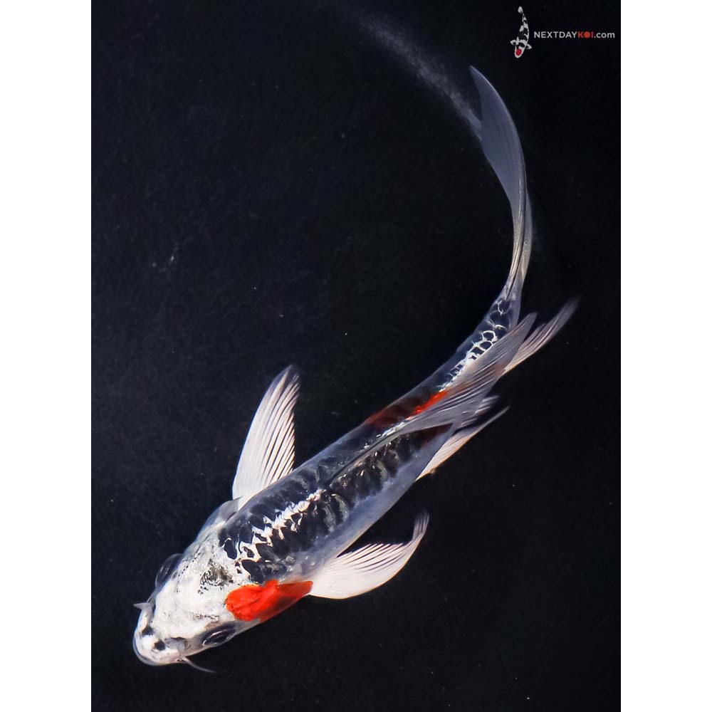 5” Imported Doitsu Blue Kujaku Butterfly Koi