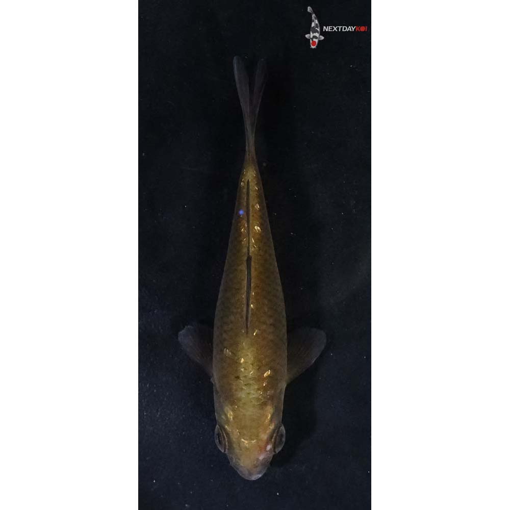 3” Imported Chagoi