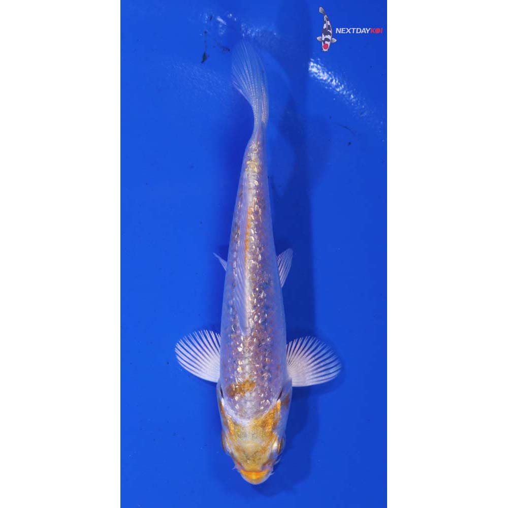 3.5” Imported Gin Rin Lemon Hariwake