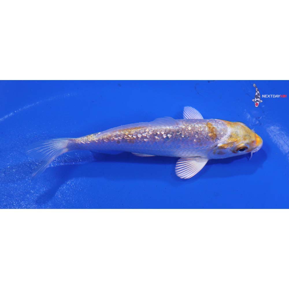 3.5” Imported Gin Rin Lemon Hariwake