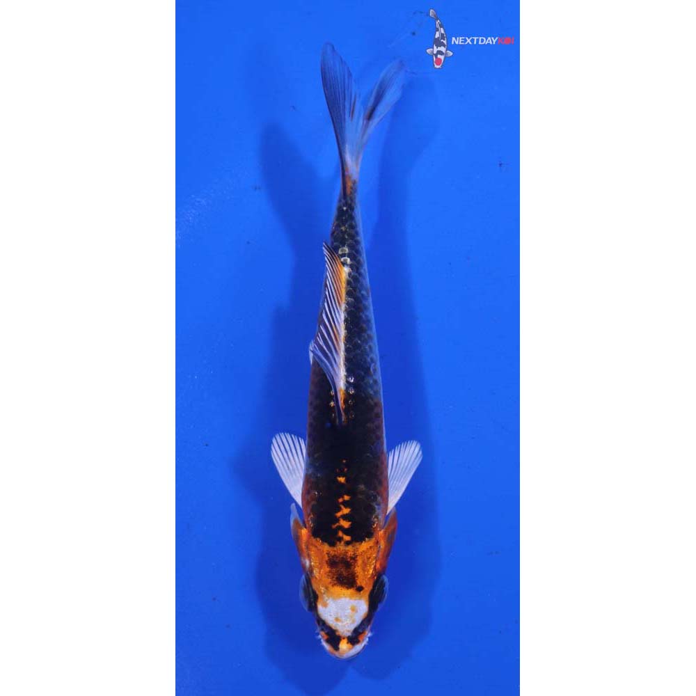 3.5” Imported Kujaku