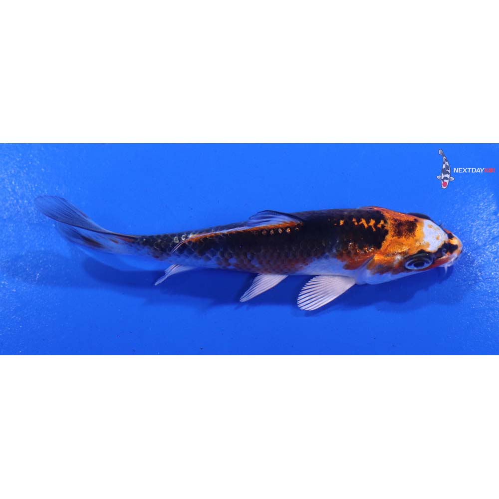 3.5” Imported Kujaku