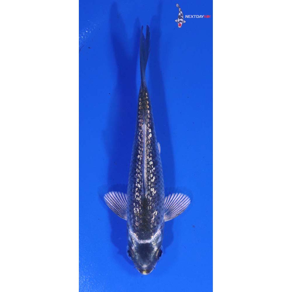 3.5” Imported Gin Rin Kujaku