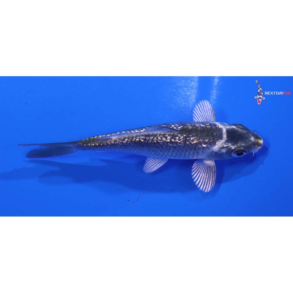 3.5” Imported Gin Rin Kujaku