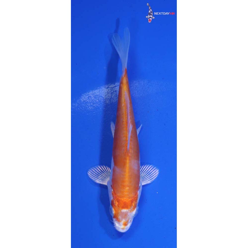 4” Imported Kikusui