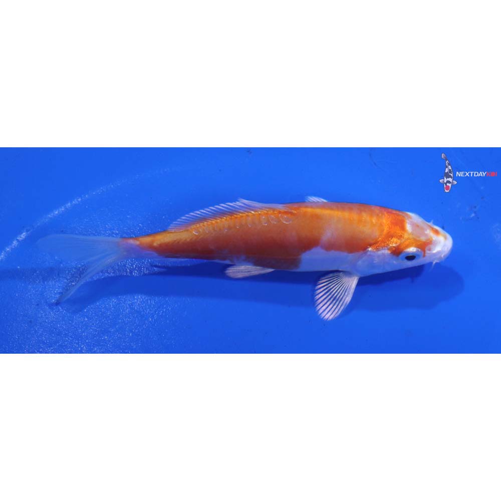 4” Imported Kikusui