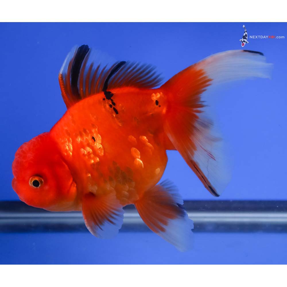 6” Imported Male Red and Black Oranda