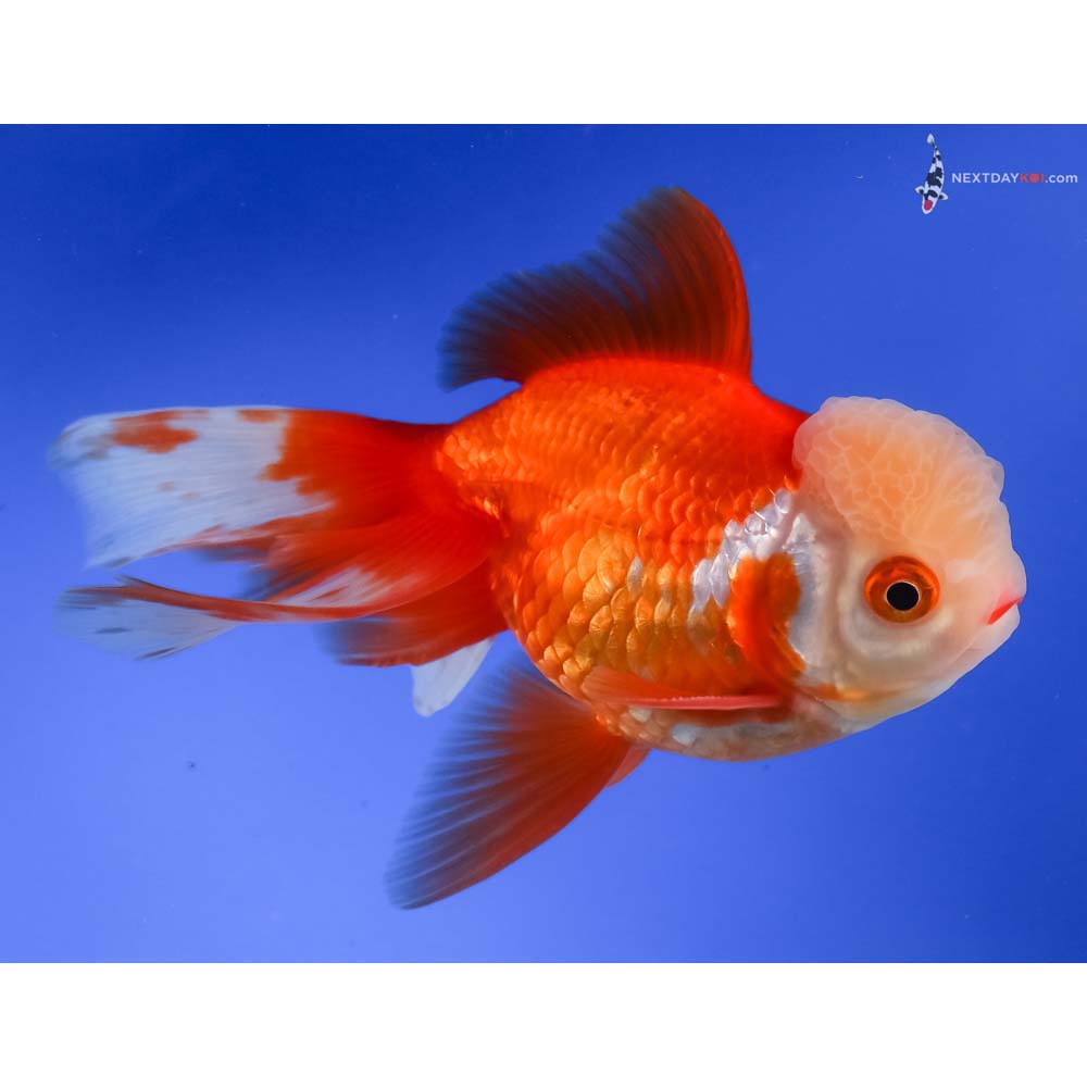 5.5” Imported Male Red and White Oranda