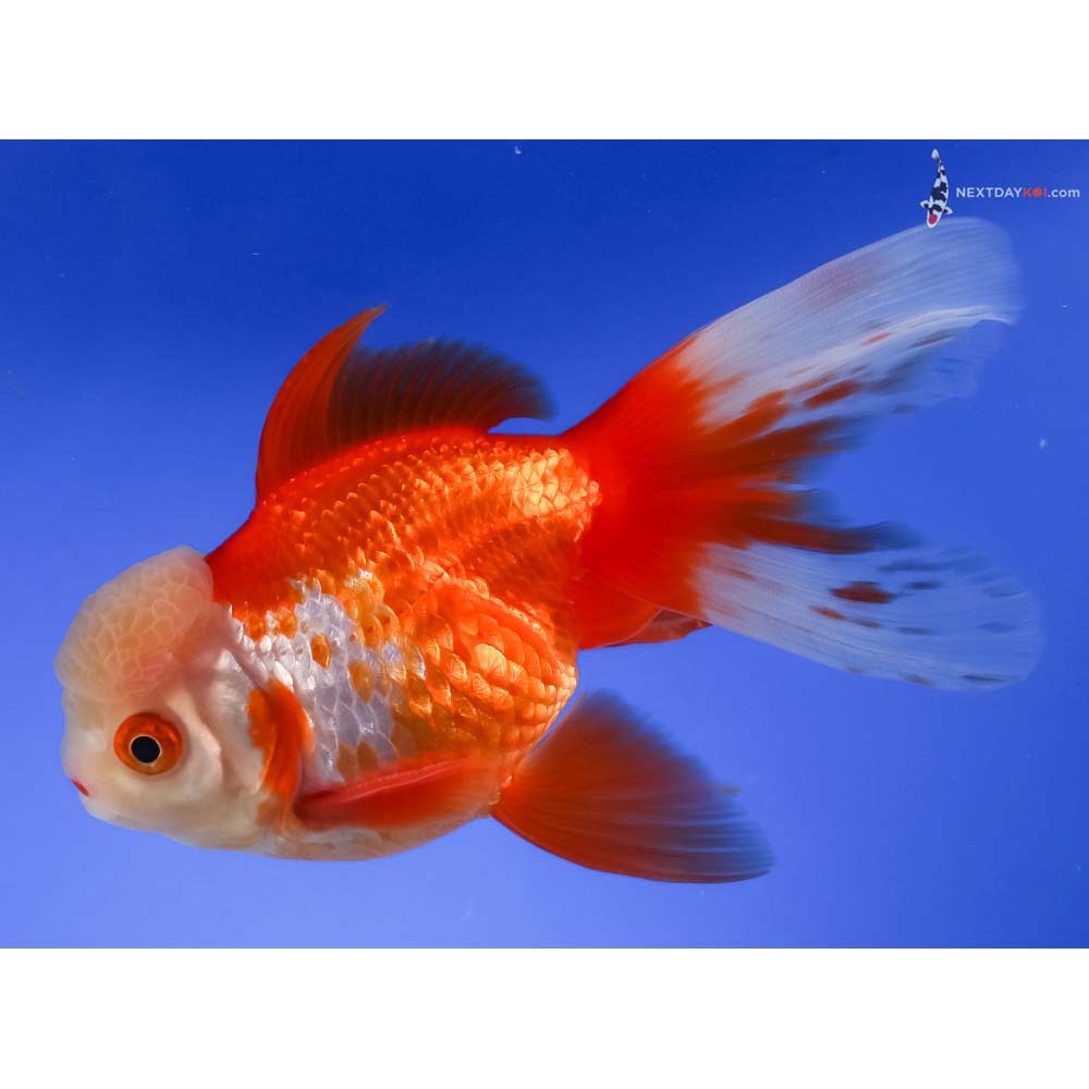 5.5” Imported Male Red and White Oranda