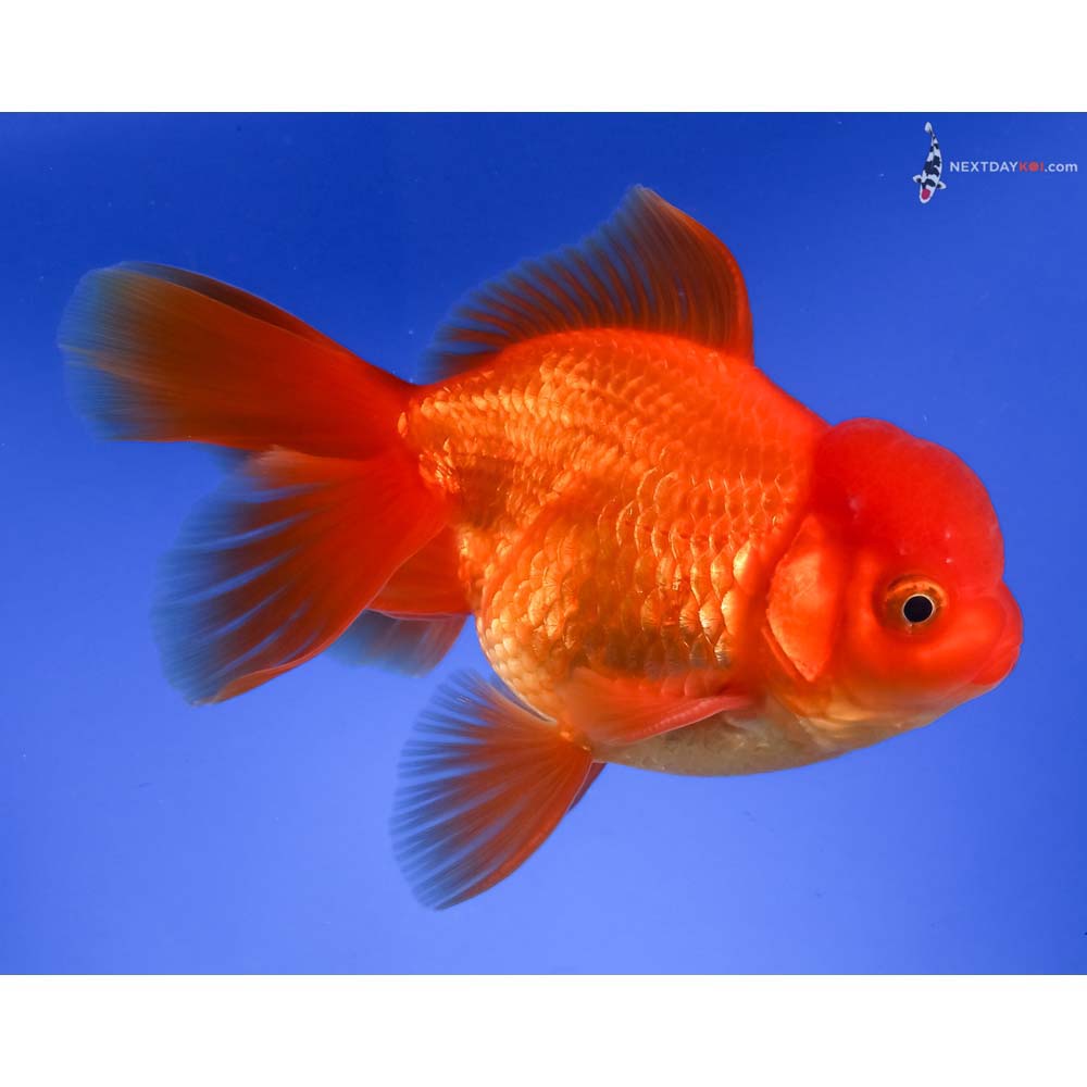 5” Imported Red Oranda