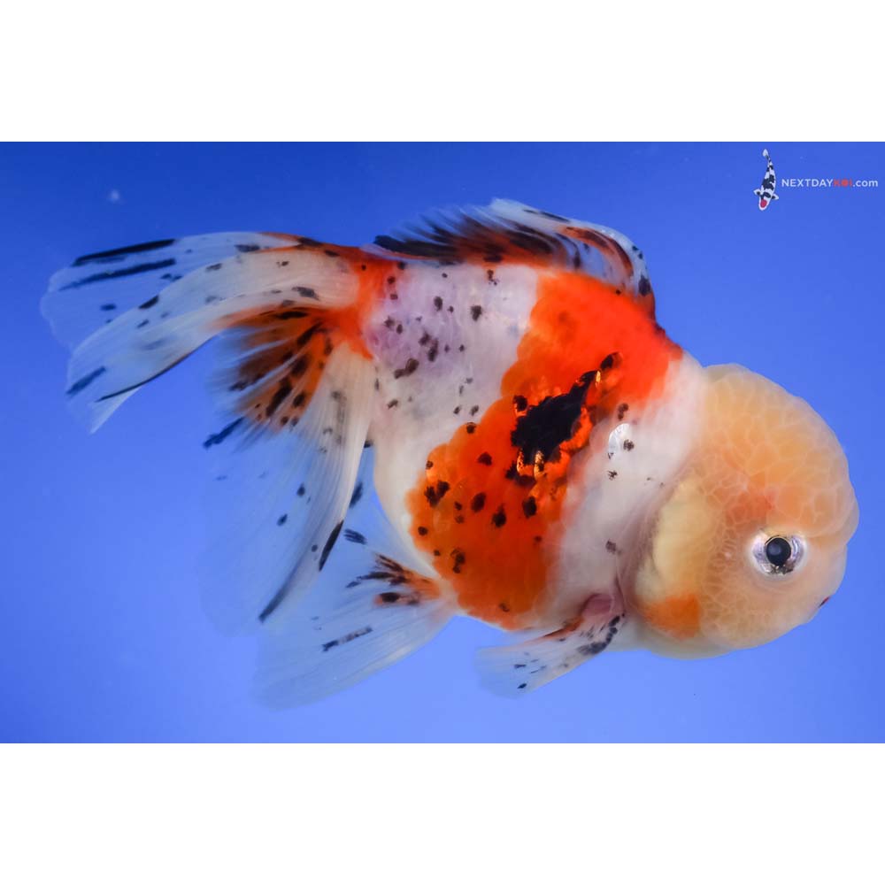 5” Imported Calico Oranda