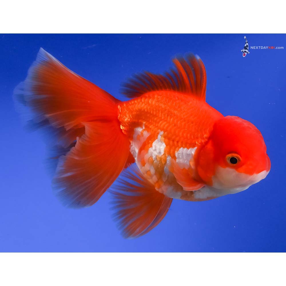 5” Imported Red and White Oranda