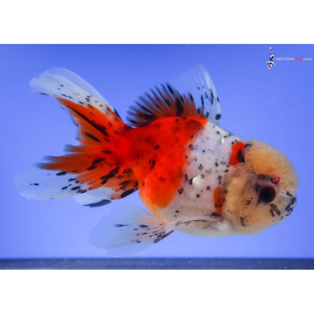 5.5” Imported Calico Oranda