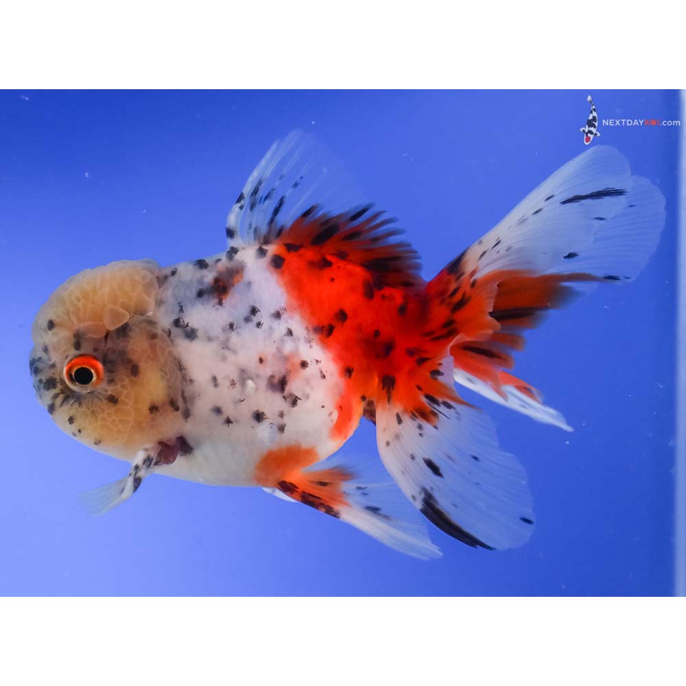 5.5” Imported Calico Oranda