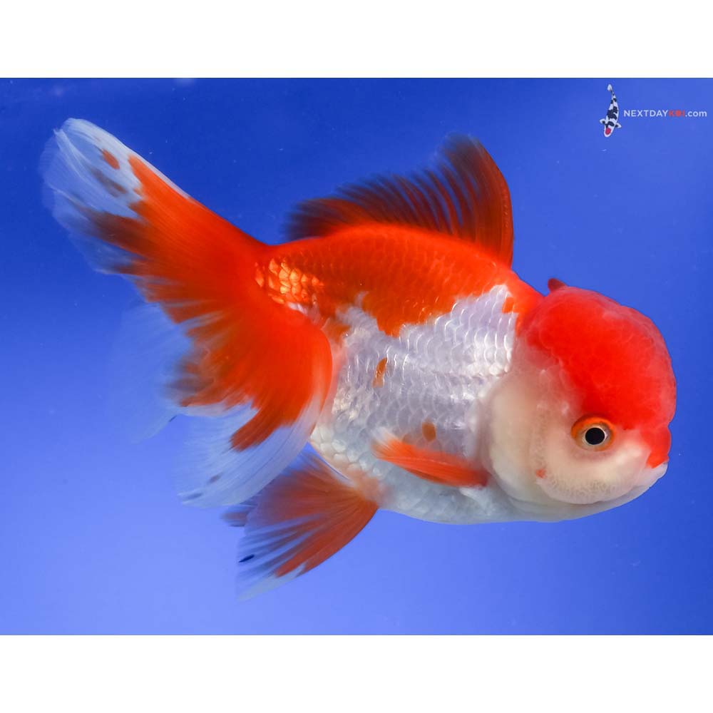 5.5” Imported Red and White Oranda