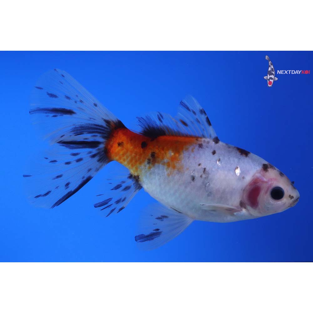 5” Imported Bristol Shubunkin