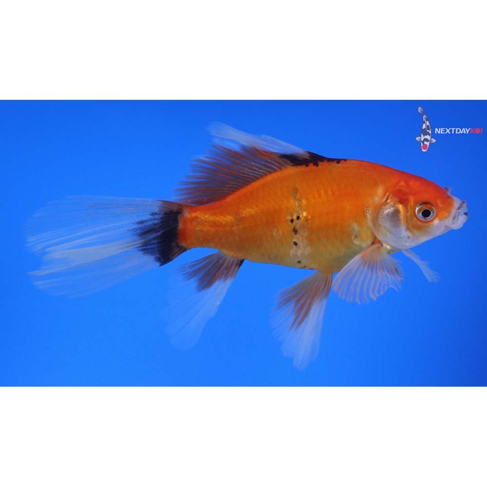 5” Imported Bristol Shubunkin