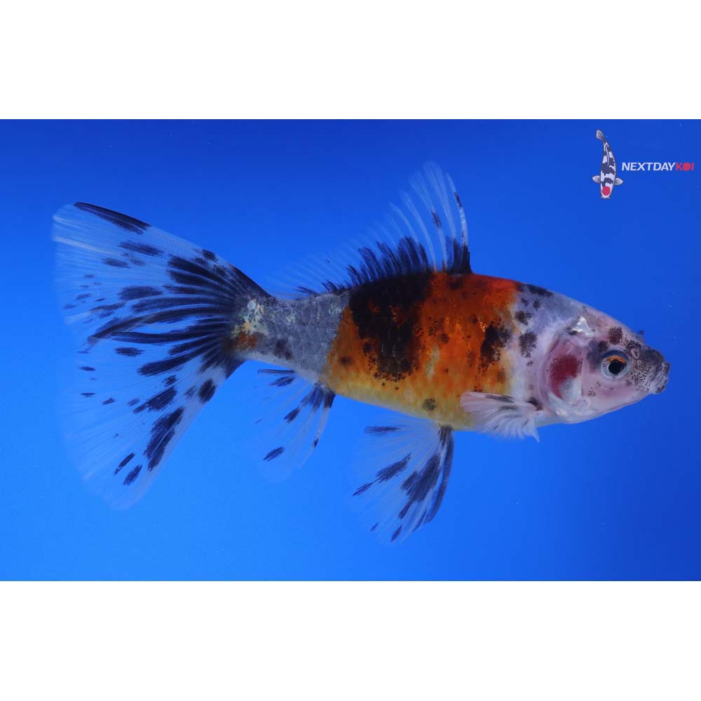 5” Imported Bristol Shubunkin