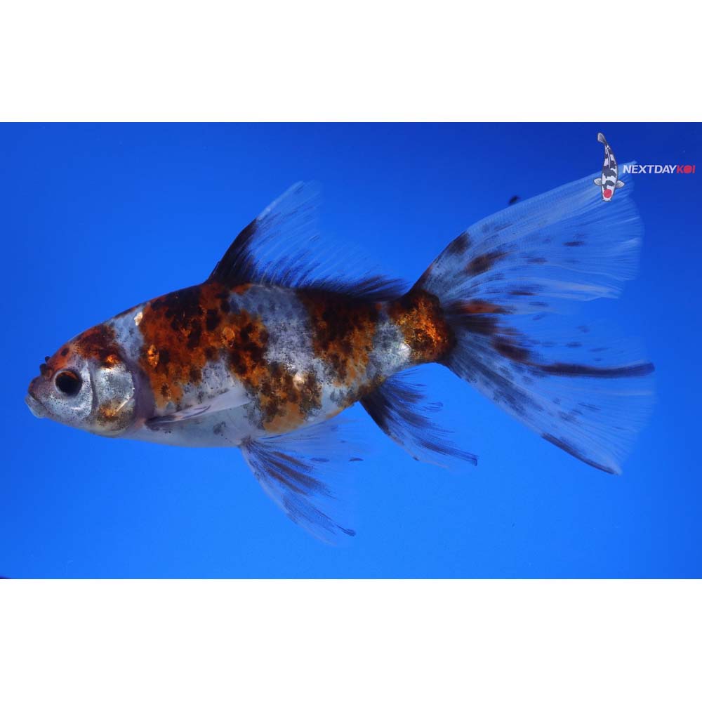 5.5” Imported Bristol Shubunkin