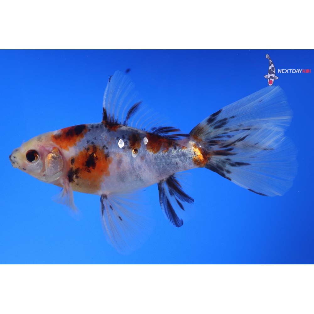 5.5” Imported Bristol Shubunkin