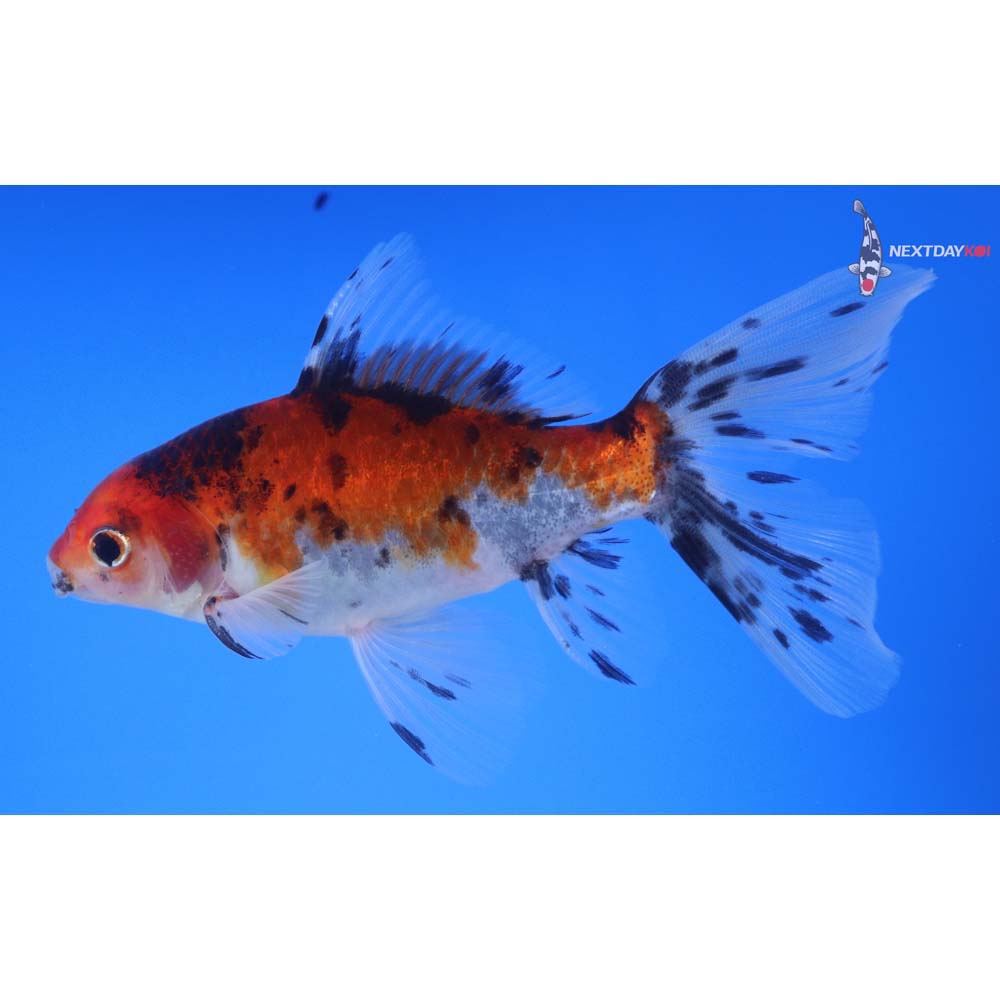 5” Imported Male Bristol Shubunkin