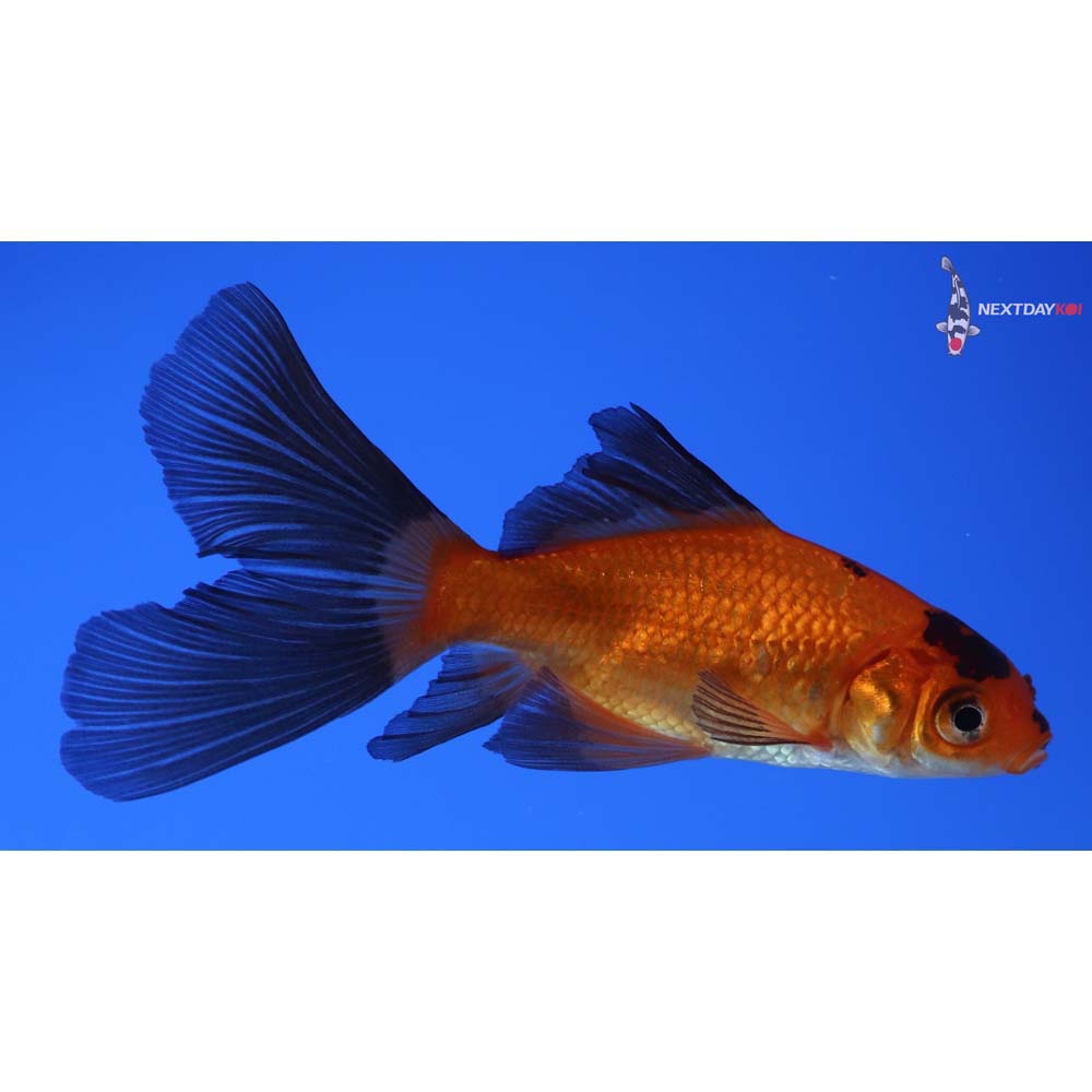 3.5” Imported Red Panda Comet