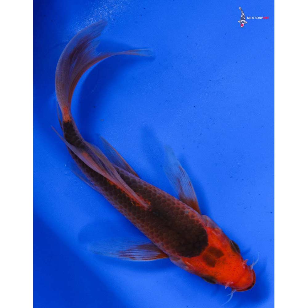 6” Imported Hi Asagi Butterfly Koi