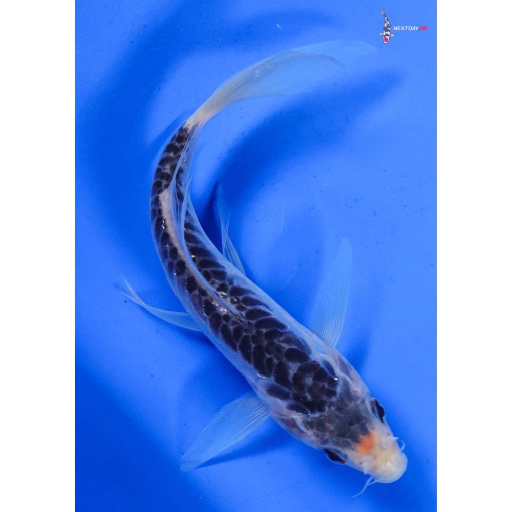 6.5” Imported Shusui Butterfly Koi