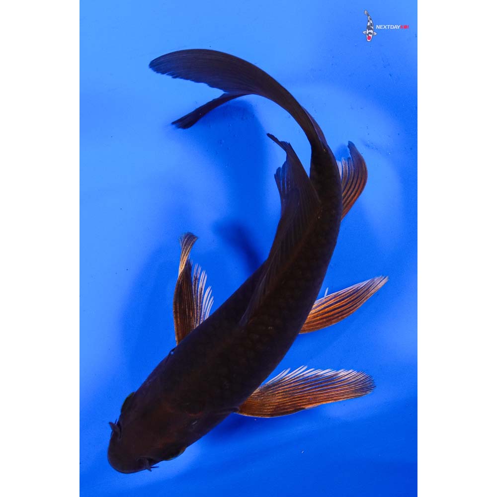 6” Imported Chagoi Butterfly Koi