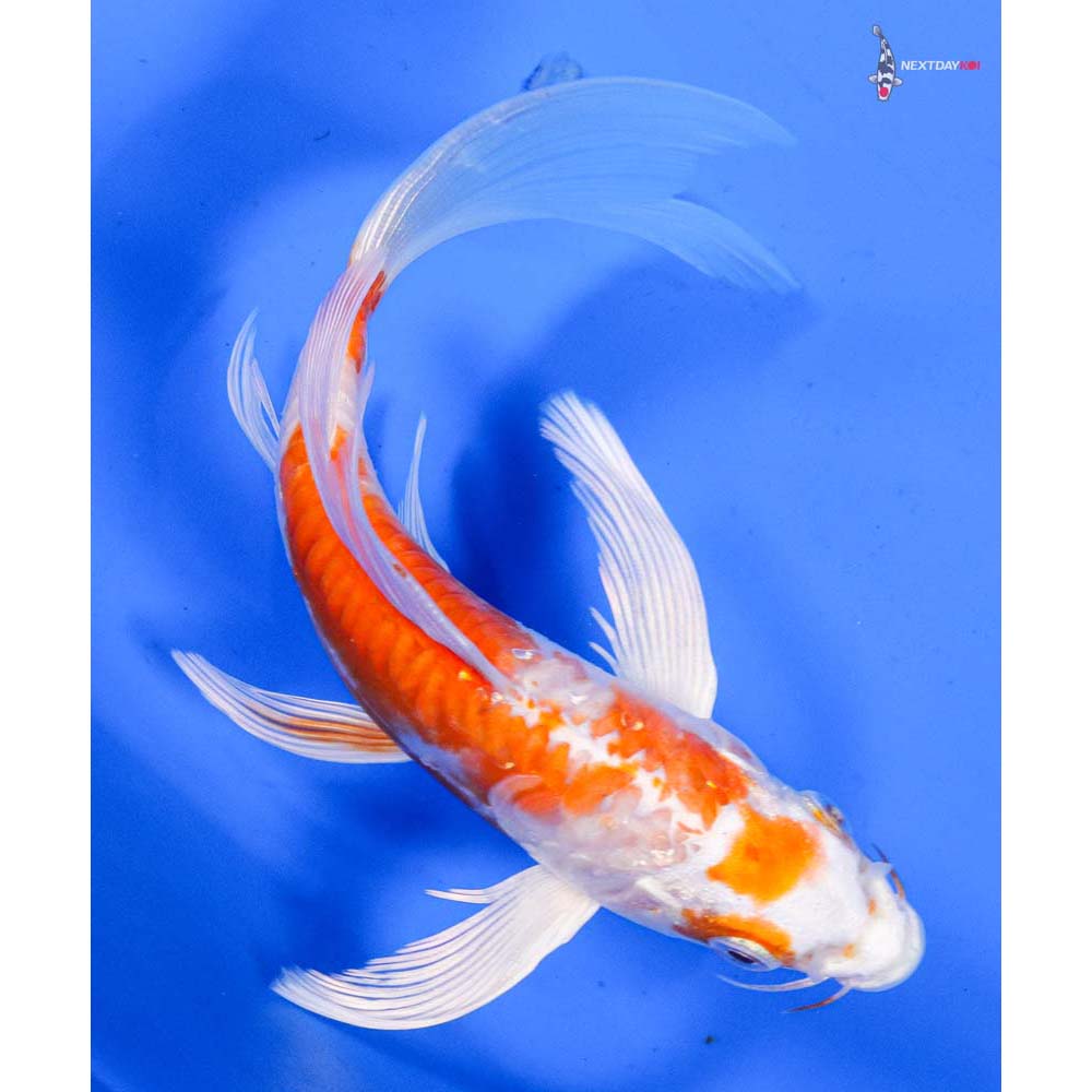 6.5” Imported Kikusui Butterfly Koi
