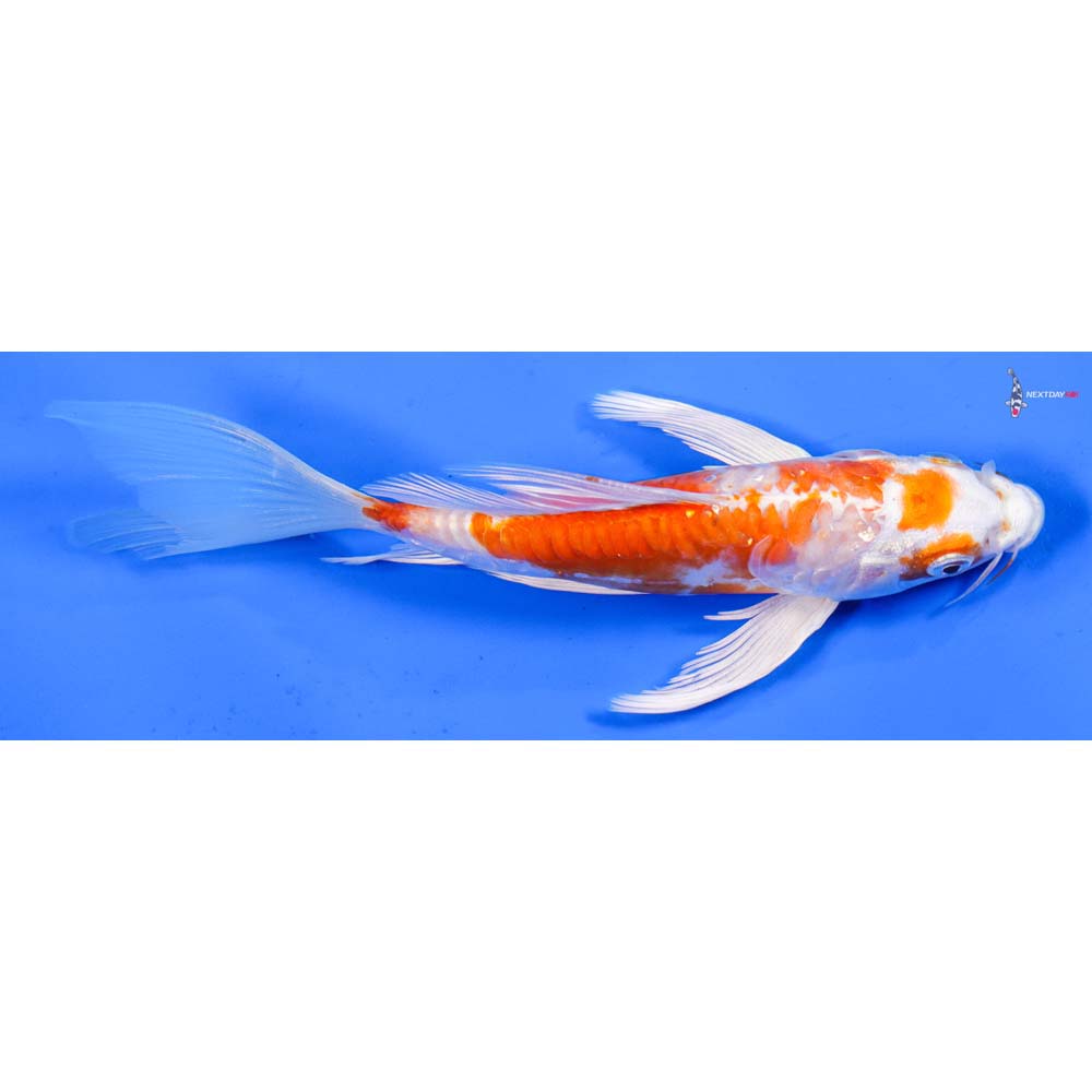 6.5” Imported Kikusui Butterfly Koi