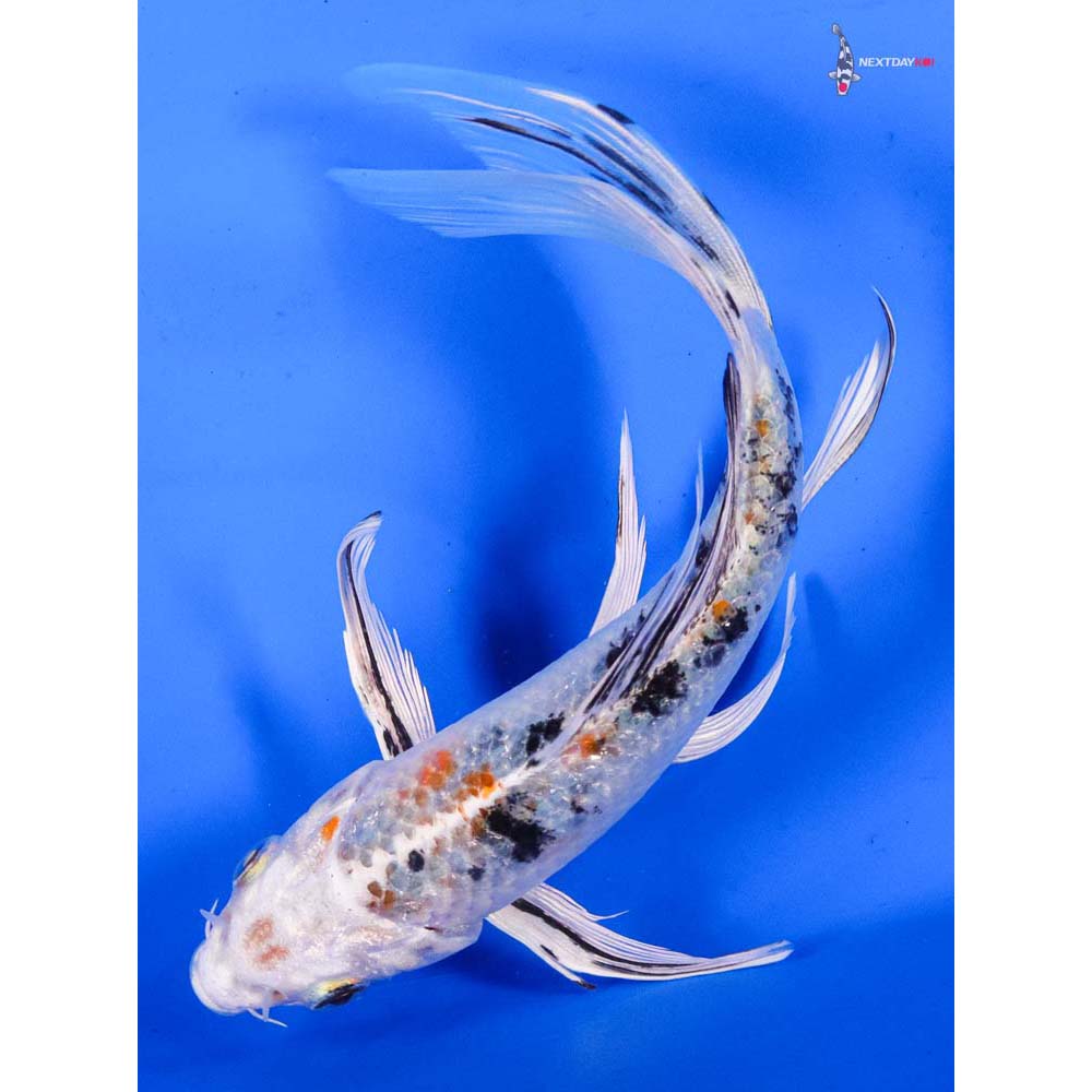 6.5” Imported Yamato Nishiki Butterfly Koi