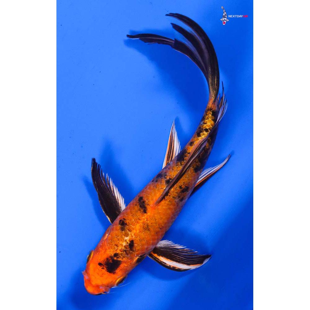 6.5” Imported Kin Hi Utsuri Butterfly Koi