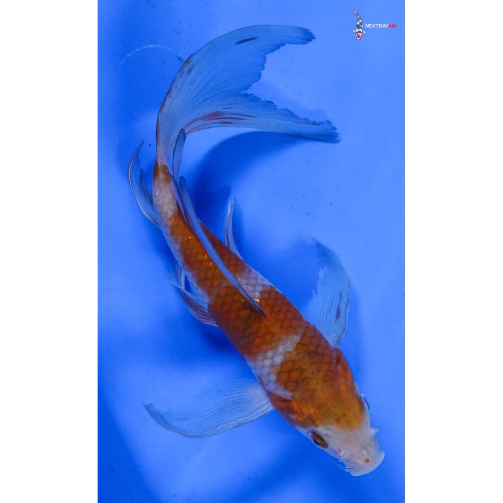 7” Imported Ochiba Shigure Butterfly Koi