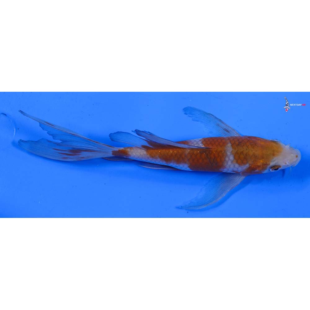 7” Imported Ochiba Shigure Butterfly Koi