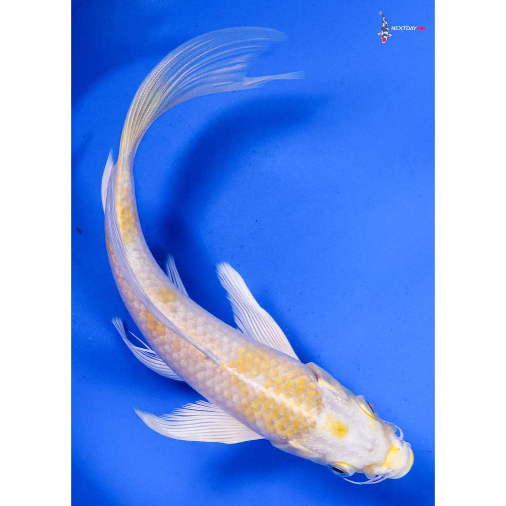 7” Imported Lemon Hariwake Butterfly Koi