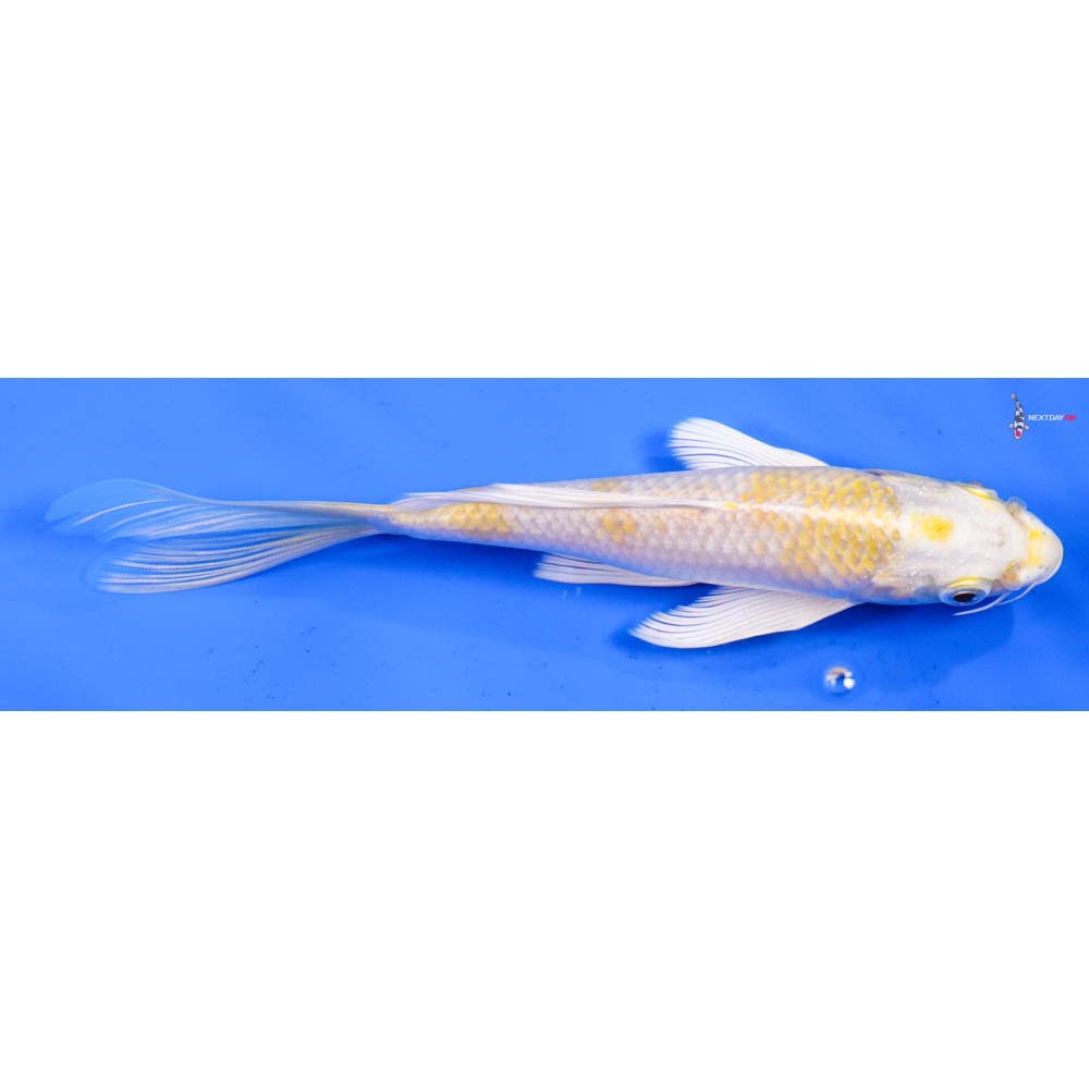 7” Imported Lemon Hariwake Butterfly Koi
