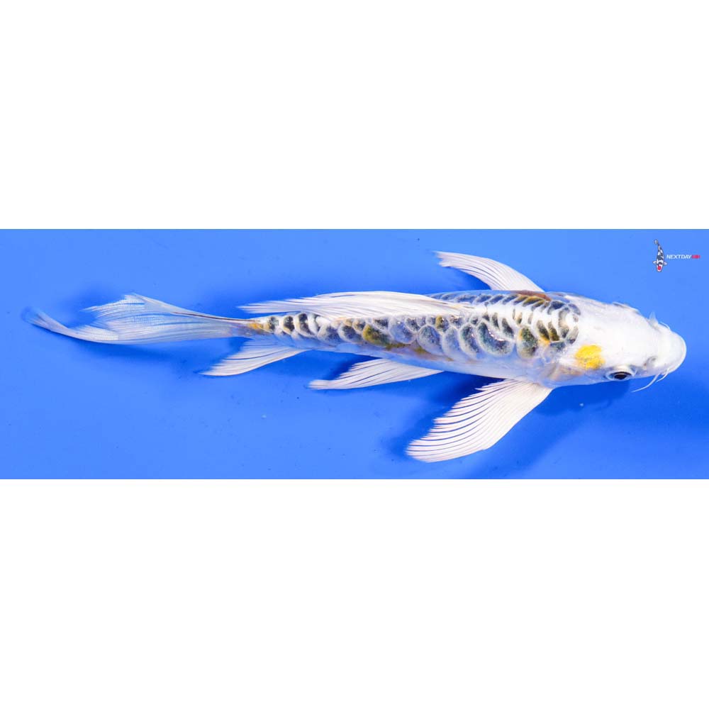 7” Imported Doitsu Kujaku Butterfly Koi